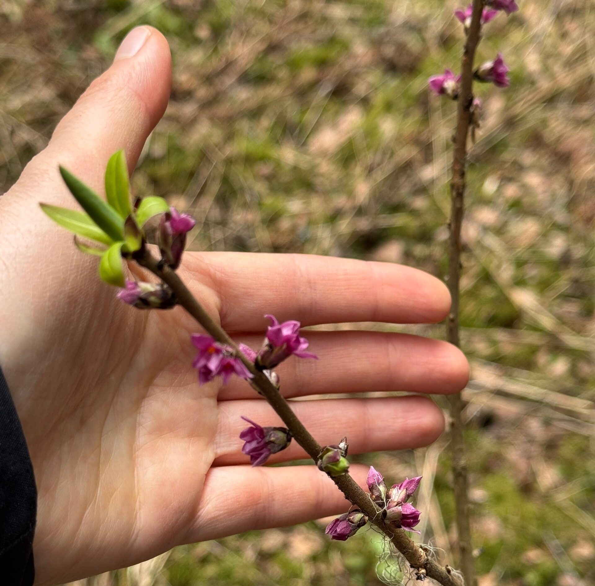 Ядовитое растение вызвало туман в голове у жительницы Карелии