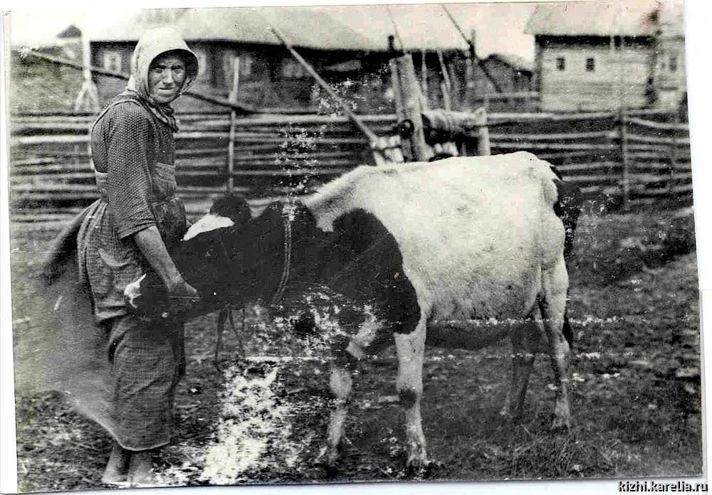 Исследователи рассказали о трепетном отношении карелов к скоту