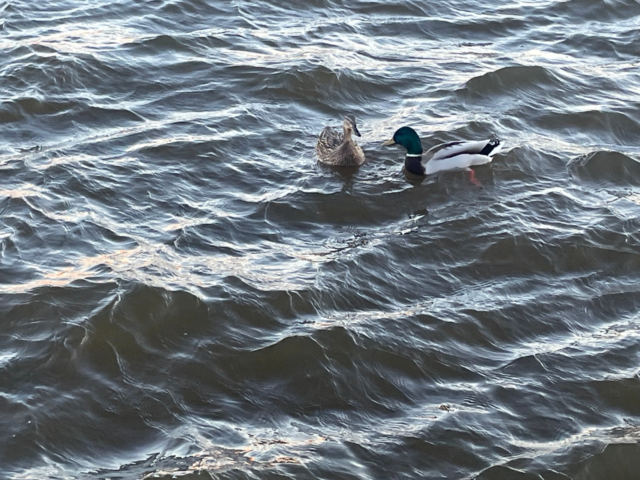 Небольшой дождь освежит 17 апреля погодный сценарий Карелии