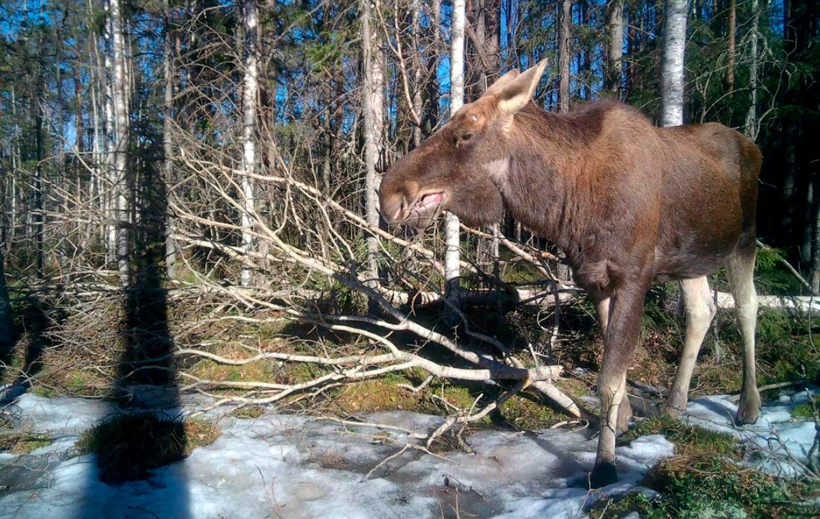 Фотоловушка засняла пригревшегося на солнце безрогого лося