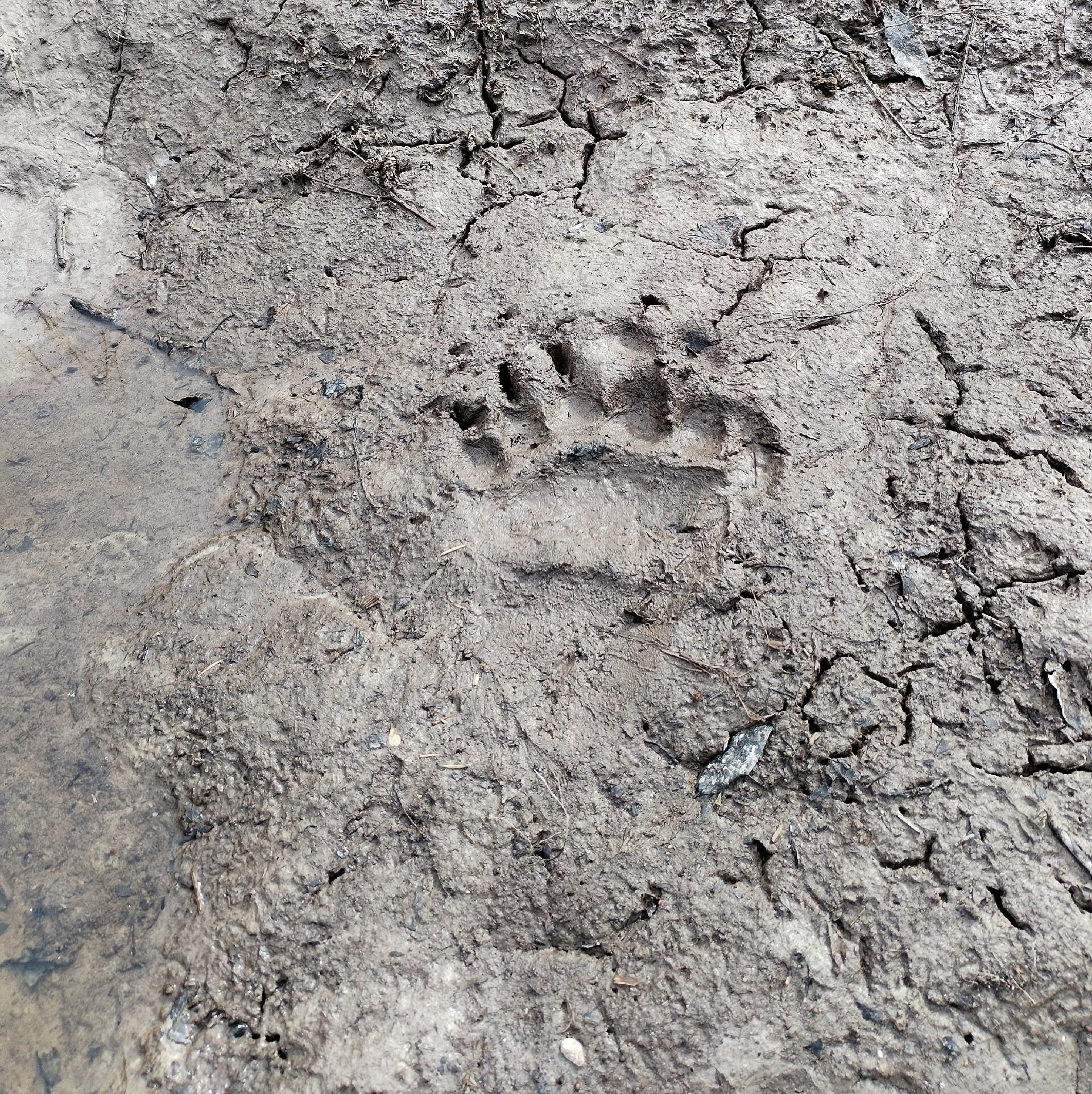 Когтистый патруль заявил о себе в лесах Карелии