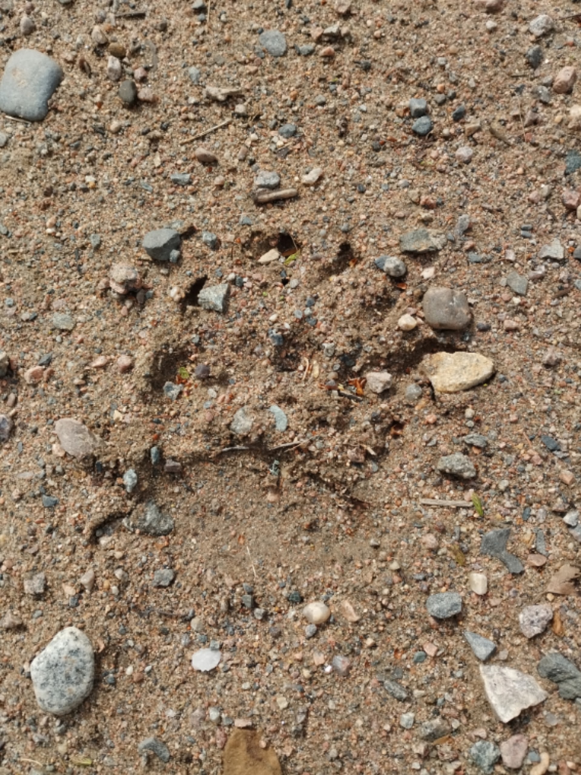 Медведь вышел к деревне в Карелии