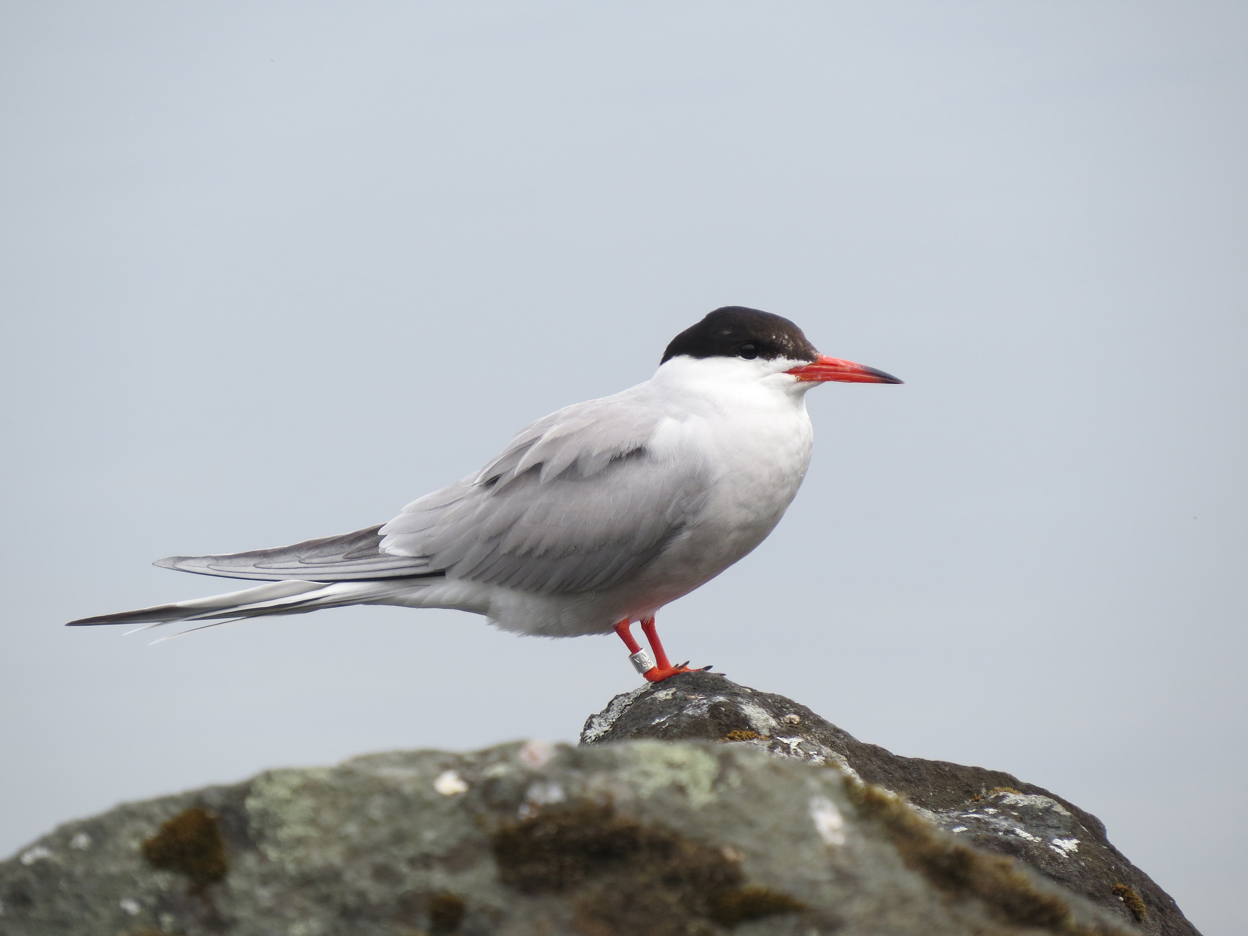 Окольцованных в Карелии птиц обнаружили в Дании и Намибии