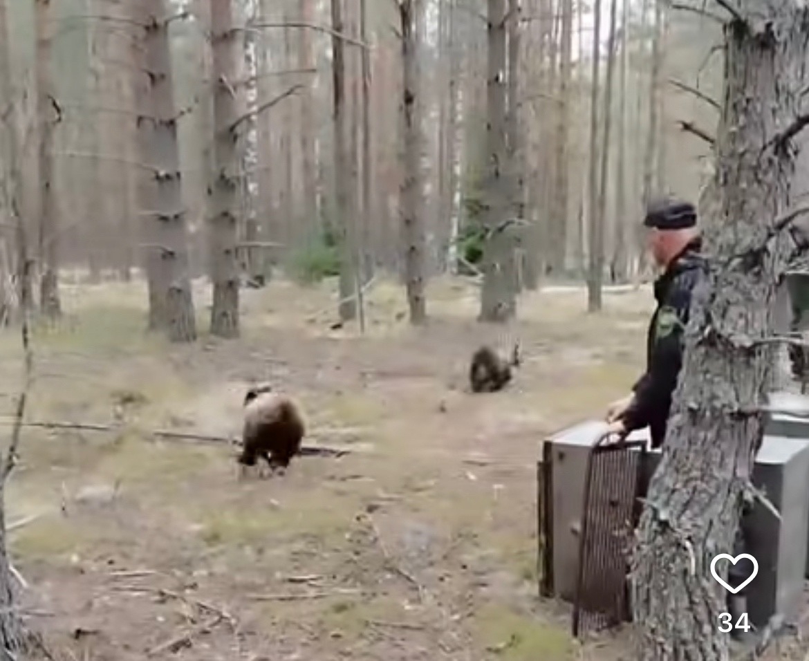 Спасённых медвежат-сирот спустя год вернули в дикую природу