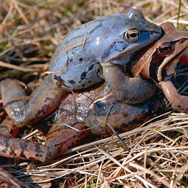 Самцы остромордых лягушек посинели к брачному периоду