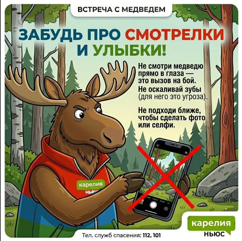 Встреча с медведем в Карелии: 10 правил выживания от лося Топи