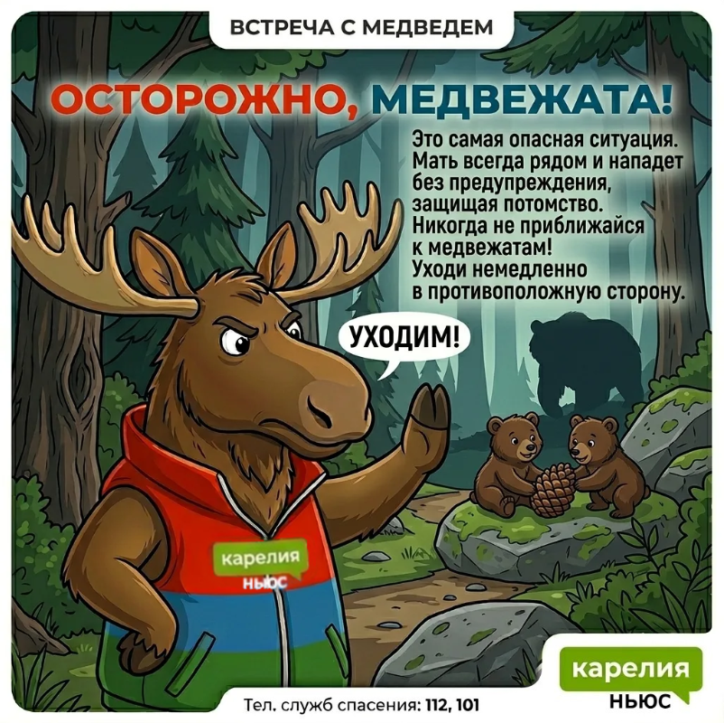 Встреча с медведем в Карелии: 10 правил выживания от лося Топи