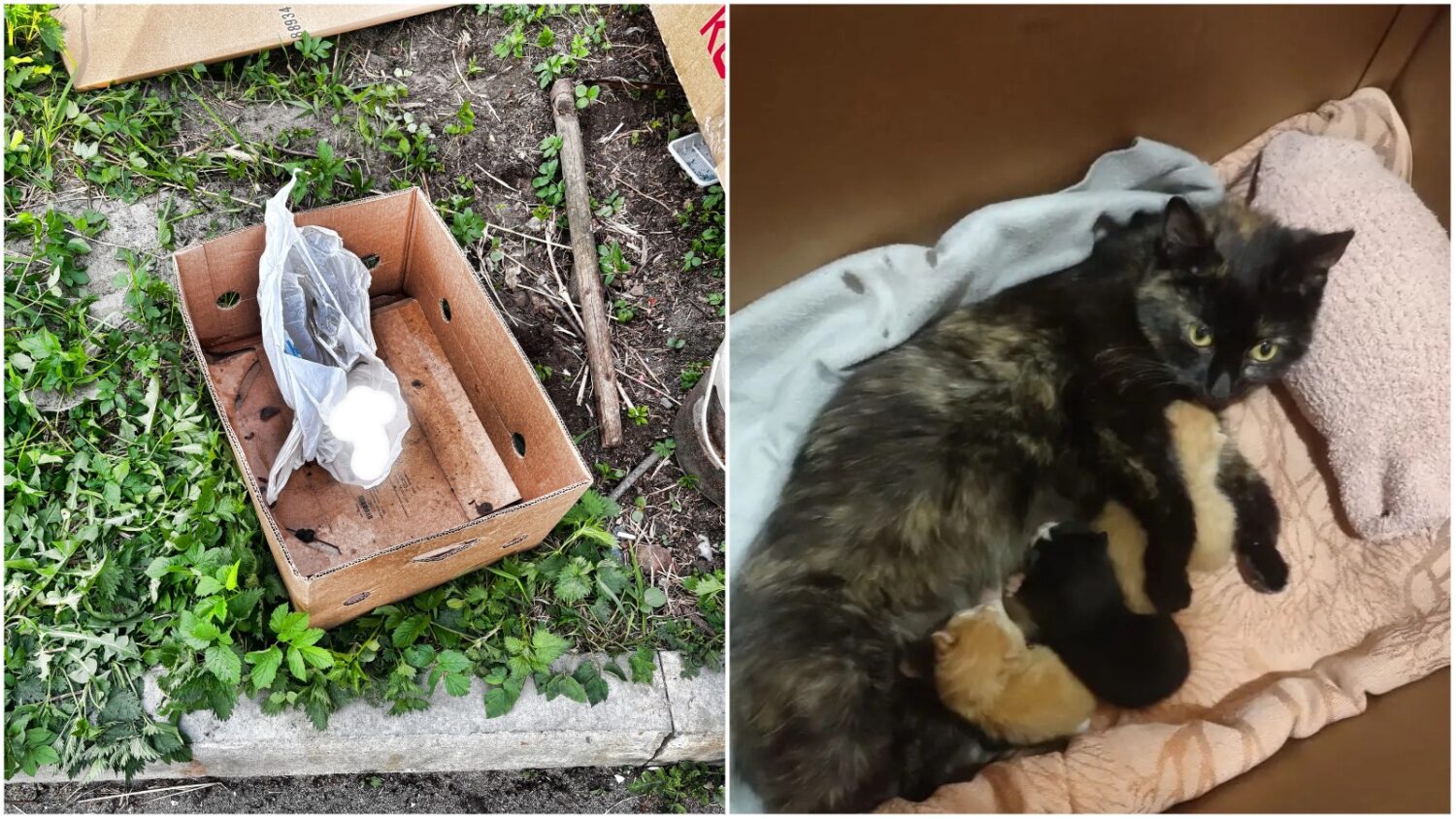 Котят нашли в мусорном контейнере в Соломенном