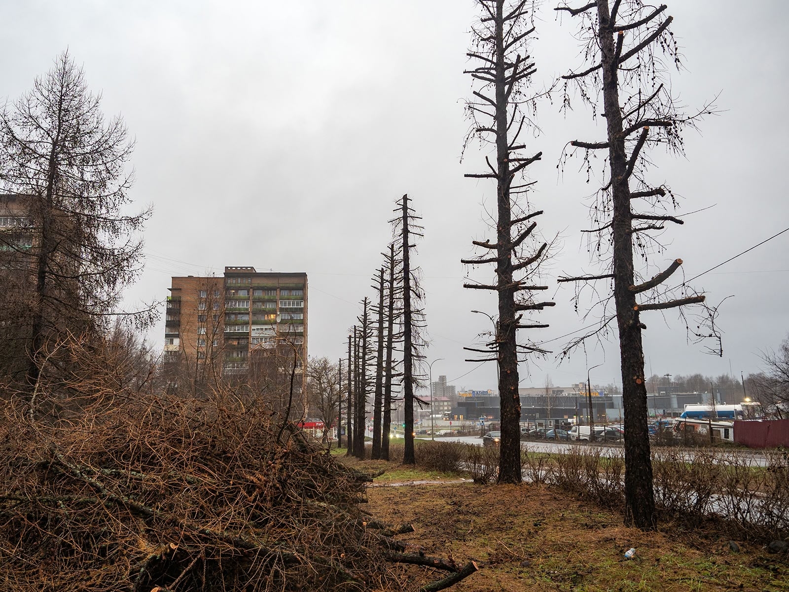 Жители Петрозаводска возмутились обрезкой лиственниц