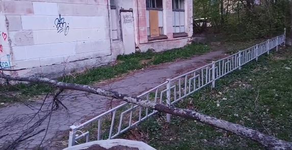 Аварийные деревья падают в одном из скверов в Петрозаводске