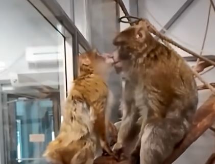 Самка макаки-магота простила своего возлюбленного в Карельском зоопарке