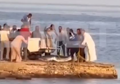 В Египте экстренно отменили все морские экскурсии из-за появления акул у побережья отелей