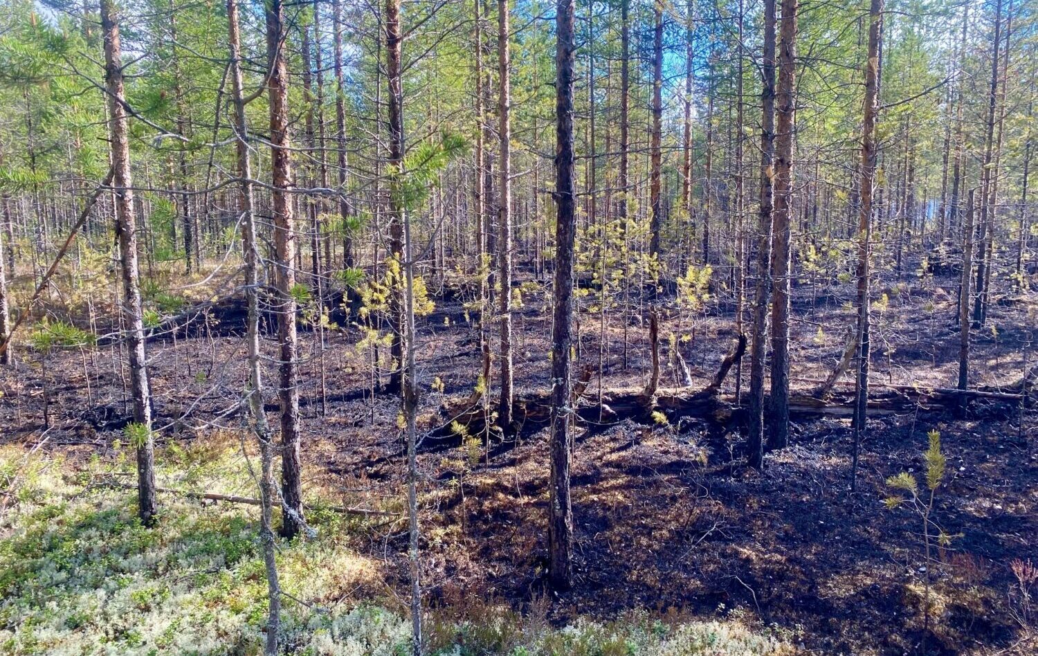 Лес горел в Калевальском районе