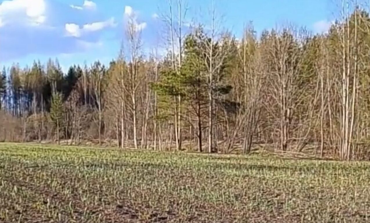 Впервые в Карелии целый гектар земли засеяли чесноком