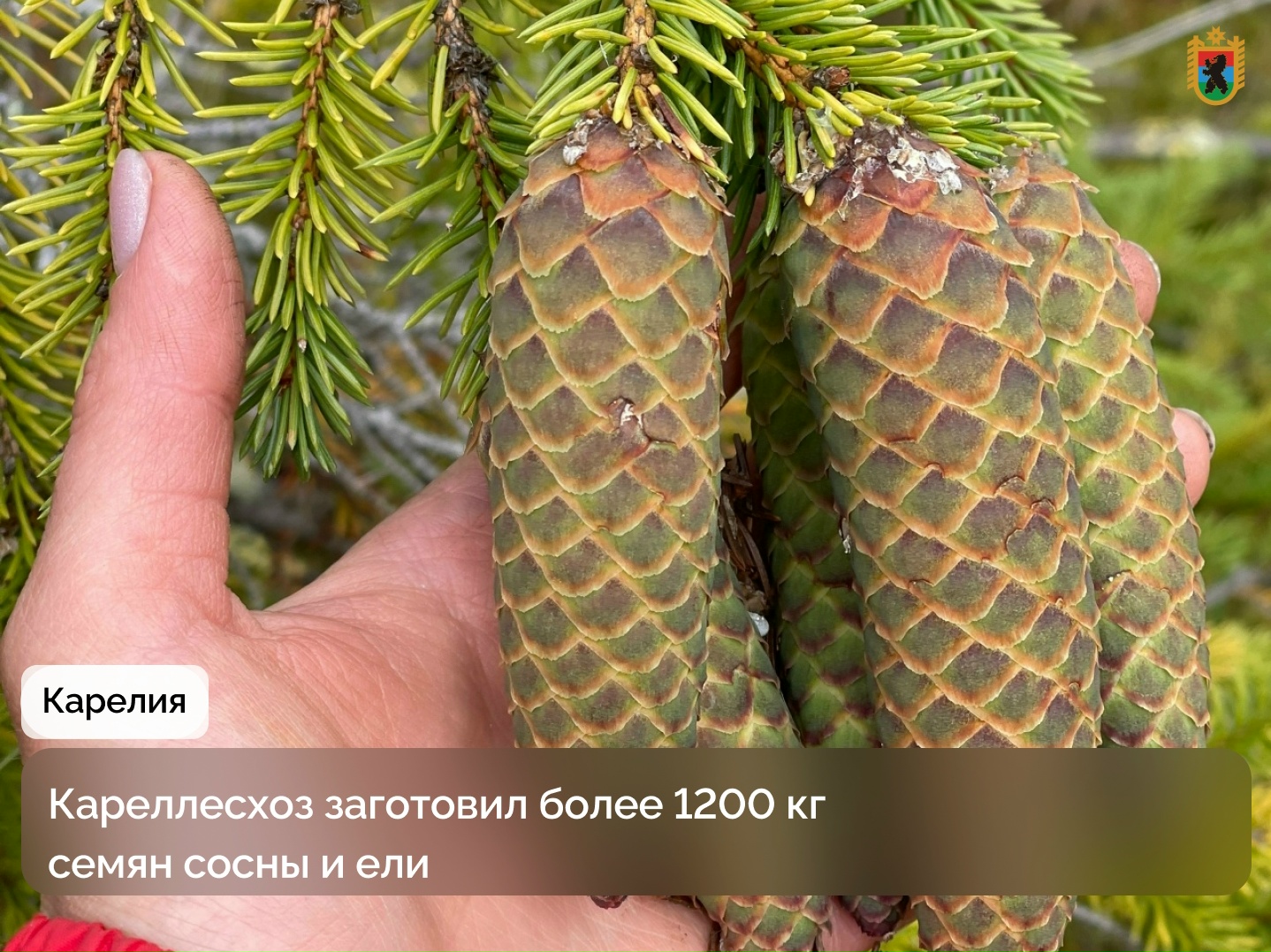 В Карелии заготовили вдвое больше семян сосны и ели, чем планировалось