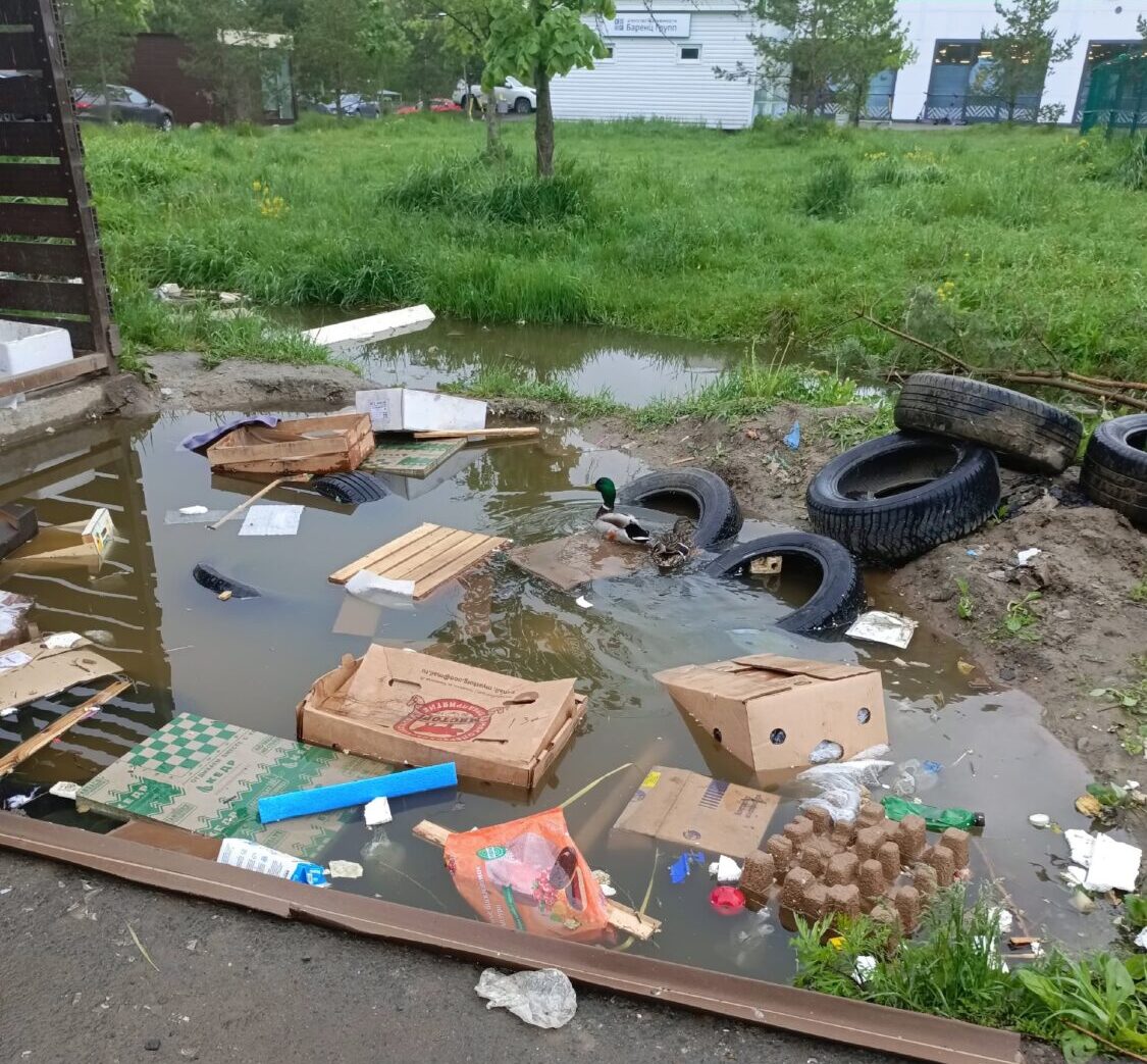 Утки облюбовали «помойный прудик» в Петрозаводске