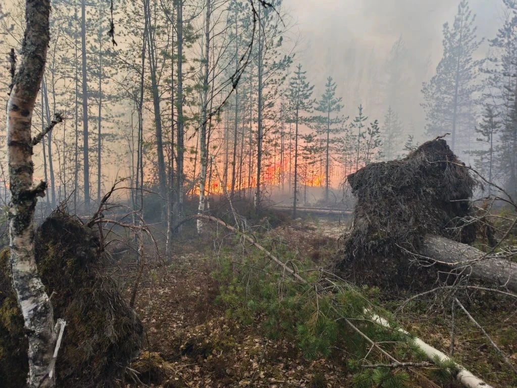 Лес со свалкой горят в Муезерском округе