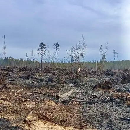 Лес и свалку потушили в Муезерском округе