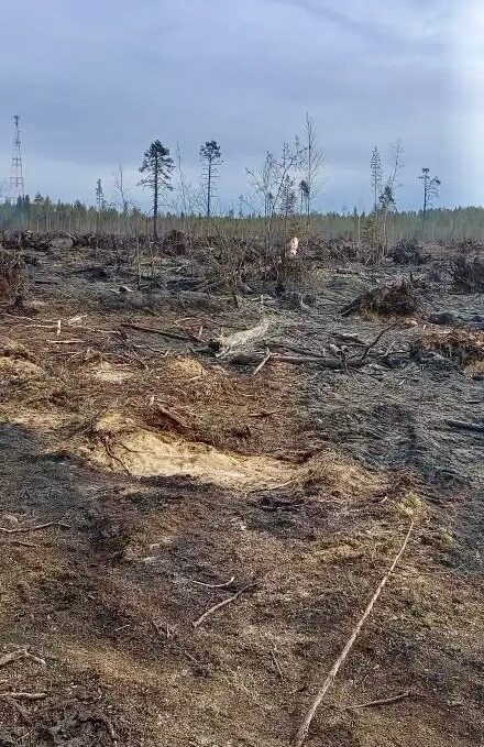 Поляков: горящие лес и свалка не угрожают жилым домам в Муезерском округе