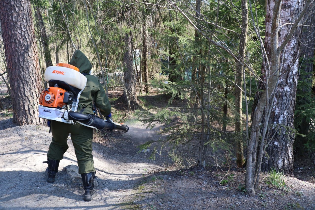 Карелия вошла в топ регионов по клещевому энцефалиту: что нужно знать жителям