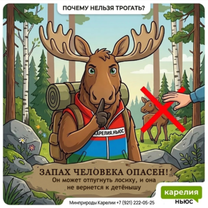 Осторожно, лосята! Топи рассказывает о безопасности в лесах Карелии