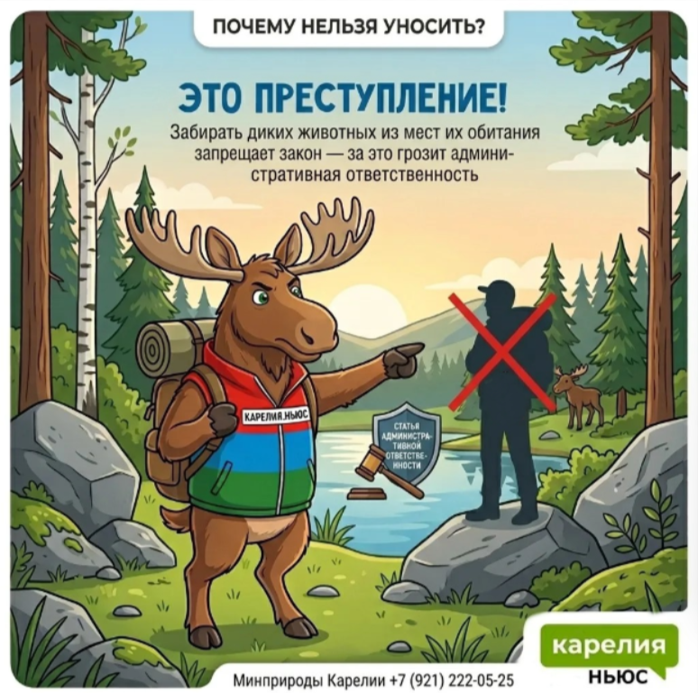 Осторожно, лосята! Топи рассказывает о безопасности в лесах Карелии