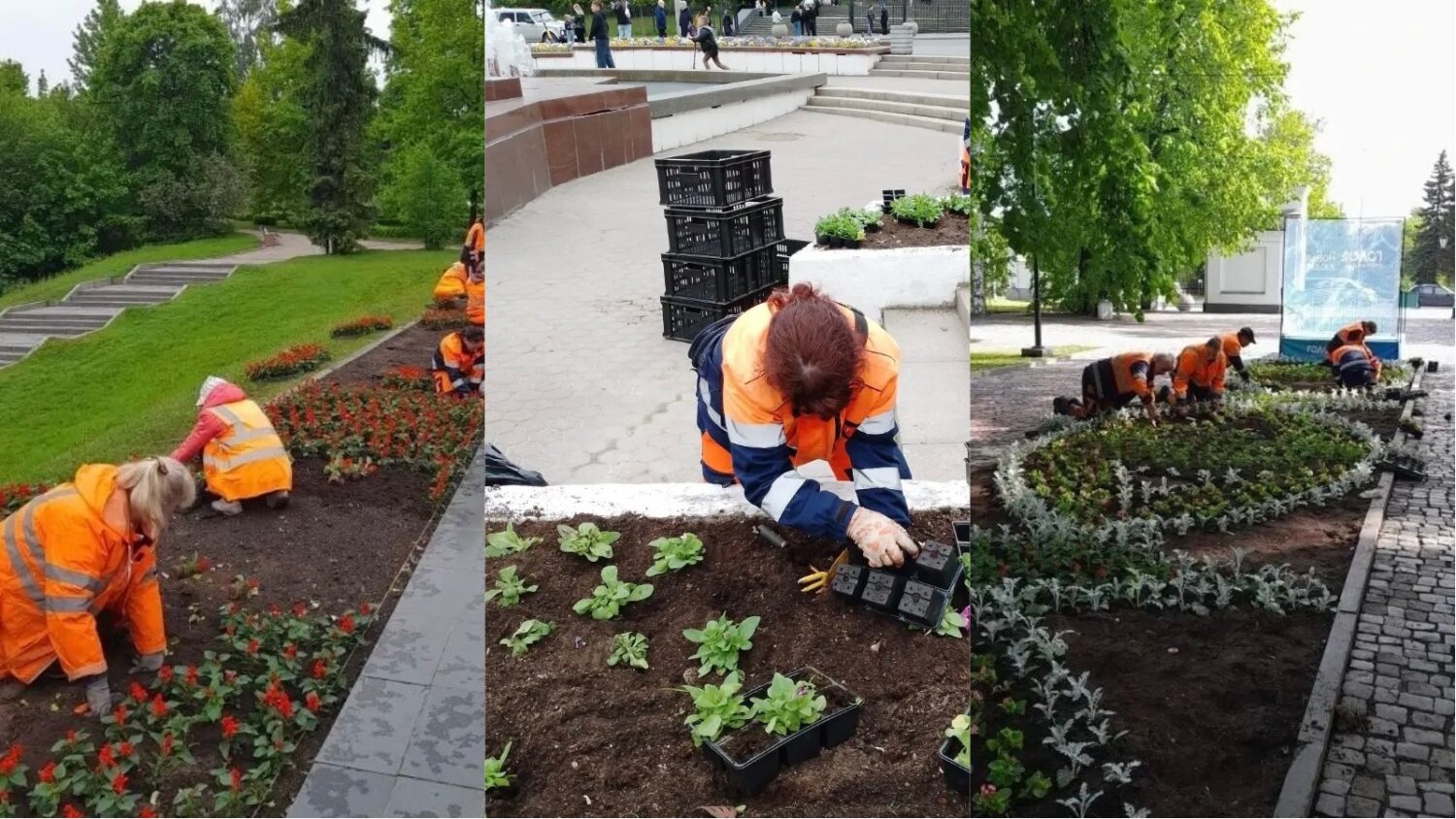 Петунии, бархатцы, бегонии: более 50 тысяч цветов высадили в Петрозаводске