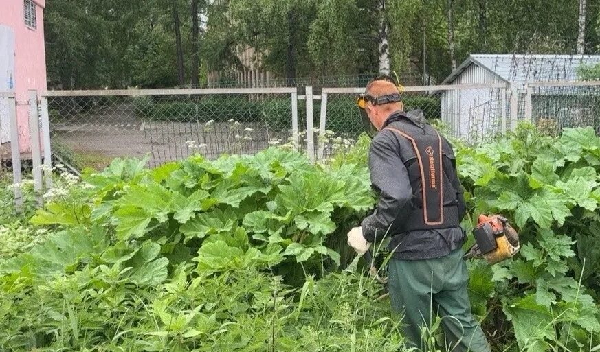 Борщевик Сосновского угрожает одному из районов Карелии