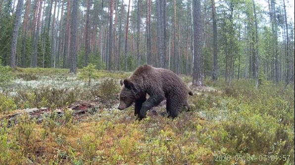 Вот почему он косолапый: в Карелии молодой медведь попал на кадры фотоловушки