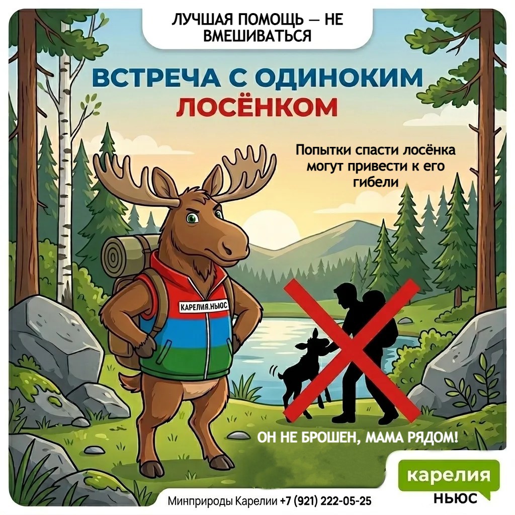 Осторожно, лосята! Топи рассказывает о безопасности в лесах Карелии