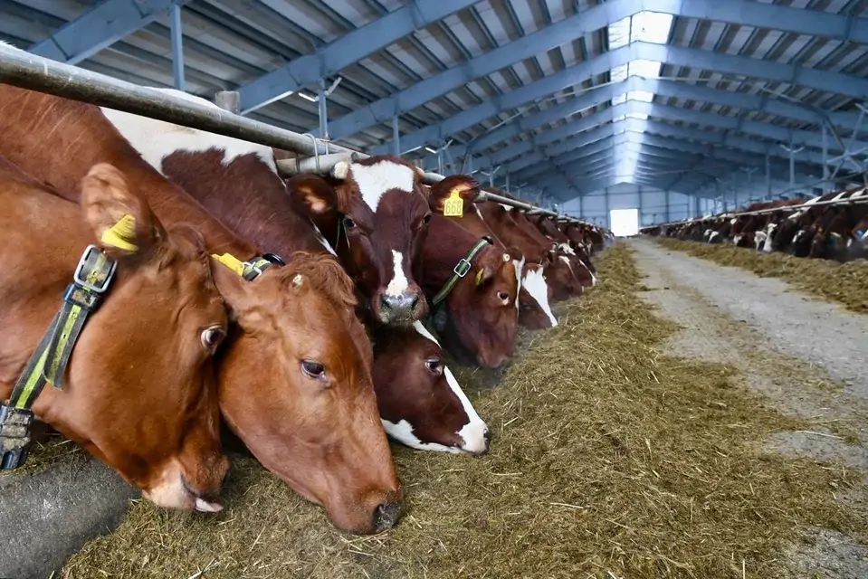 Коровы в совхозах Карелии показывают высокую продуктивность