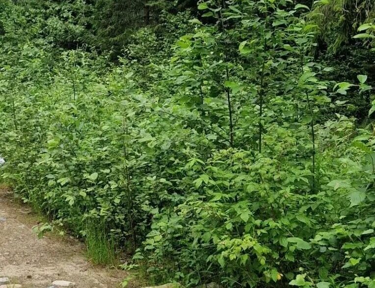 Пенсионера, заблудившегося в лесу у Машезеро, нашли спасатели
