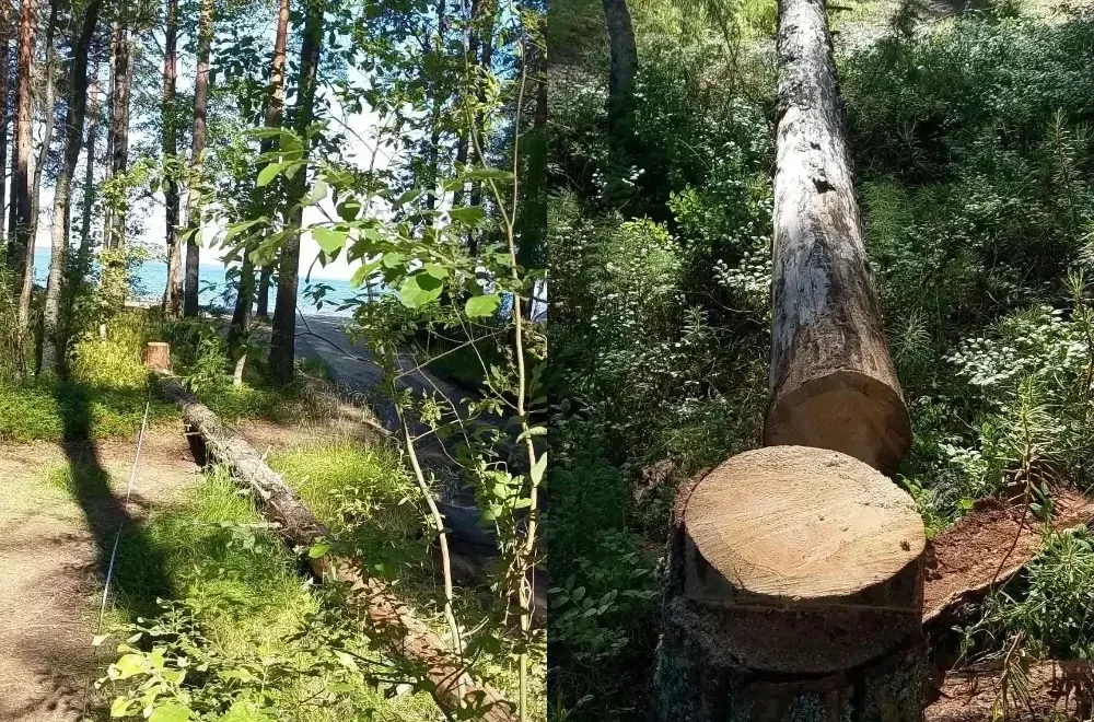 Пьяные отдыхающие незаконно спилили дерево на берегу Сямозера
