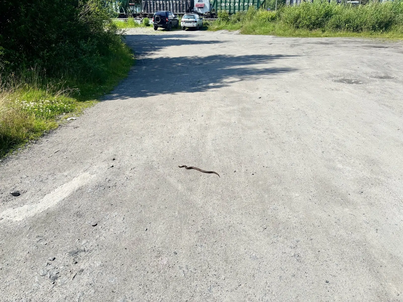 Змей заметили в центре Беломорска