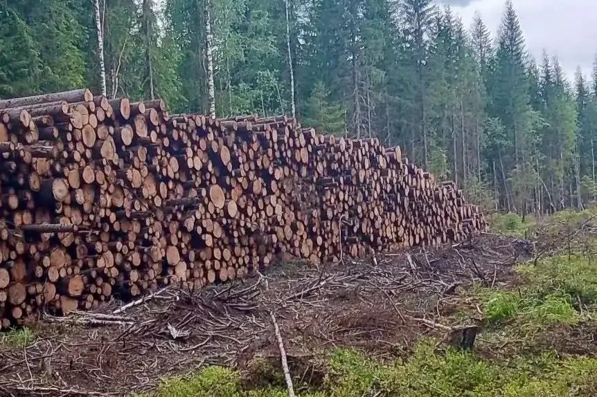 В карельском лесничестве выявили нарушение пожарной безопасности