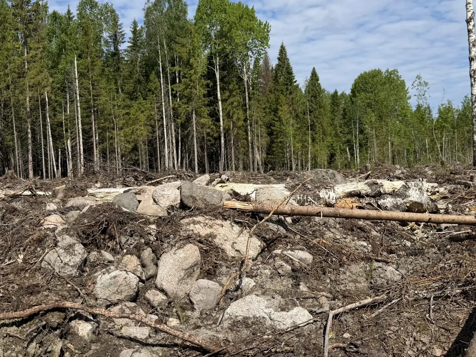 Каменные кучи времен подсечного земледелия до сих пор находят в лесах Карелии