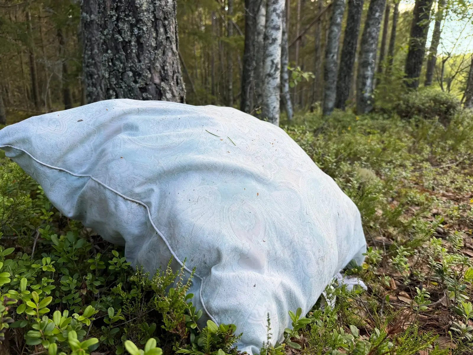 Чайник, подушка и игрушки: в лесах Карелии нашли необычные «подарки» от людей