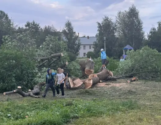 Дети устроили опасные игры на спиленном дереве в Петрозаводске
