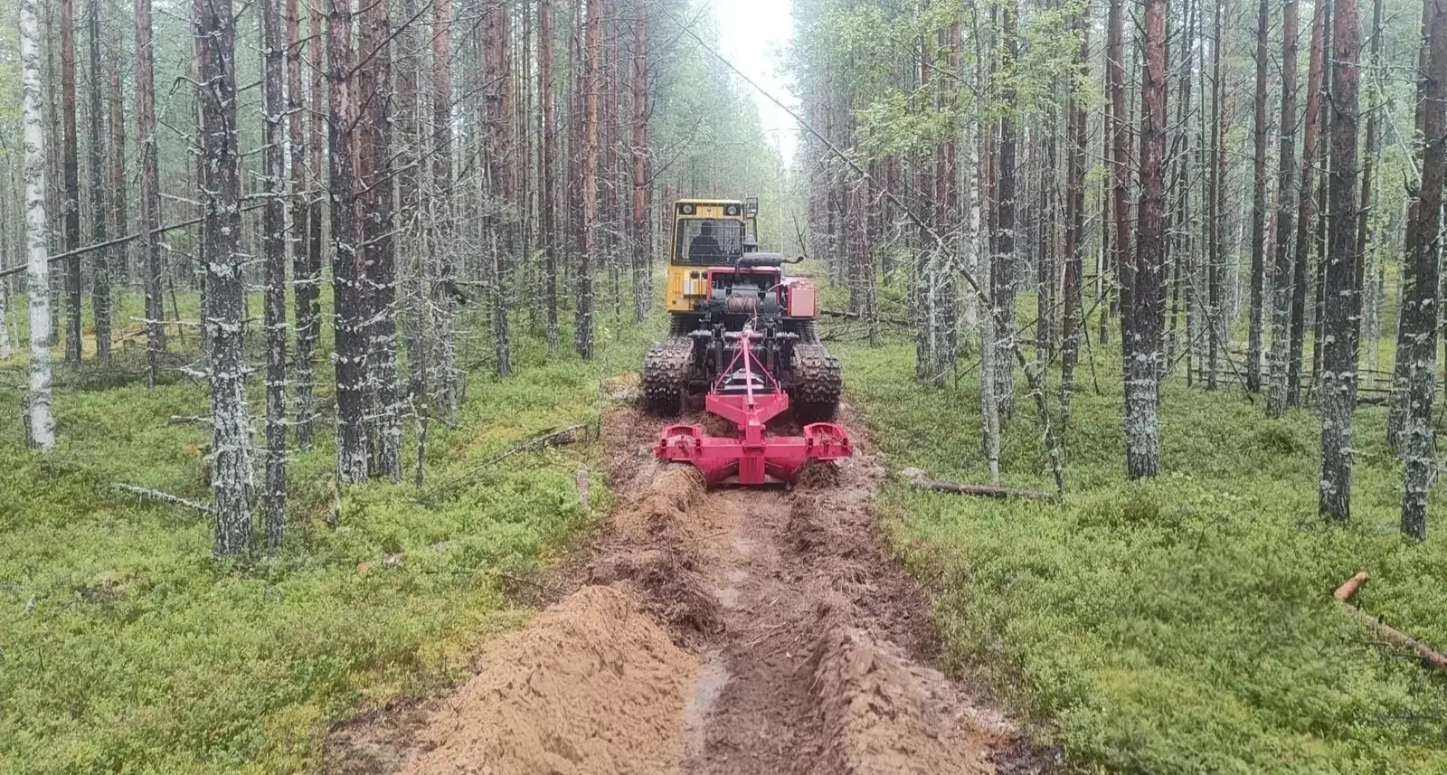 Тысячи километров преград от огня создали в лесах Карелии