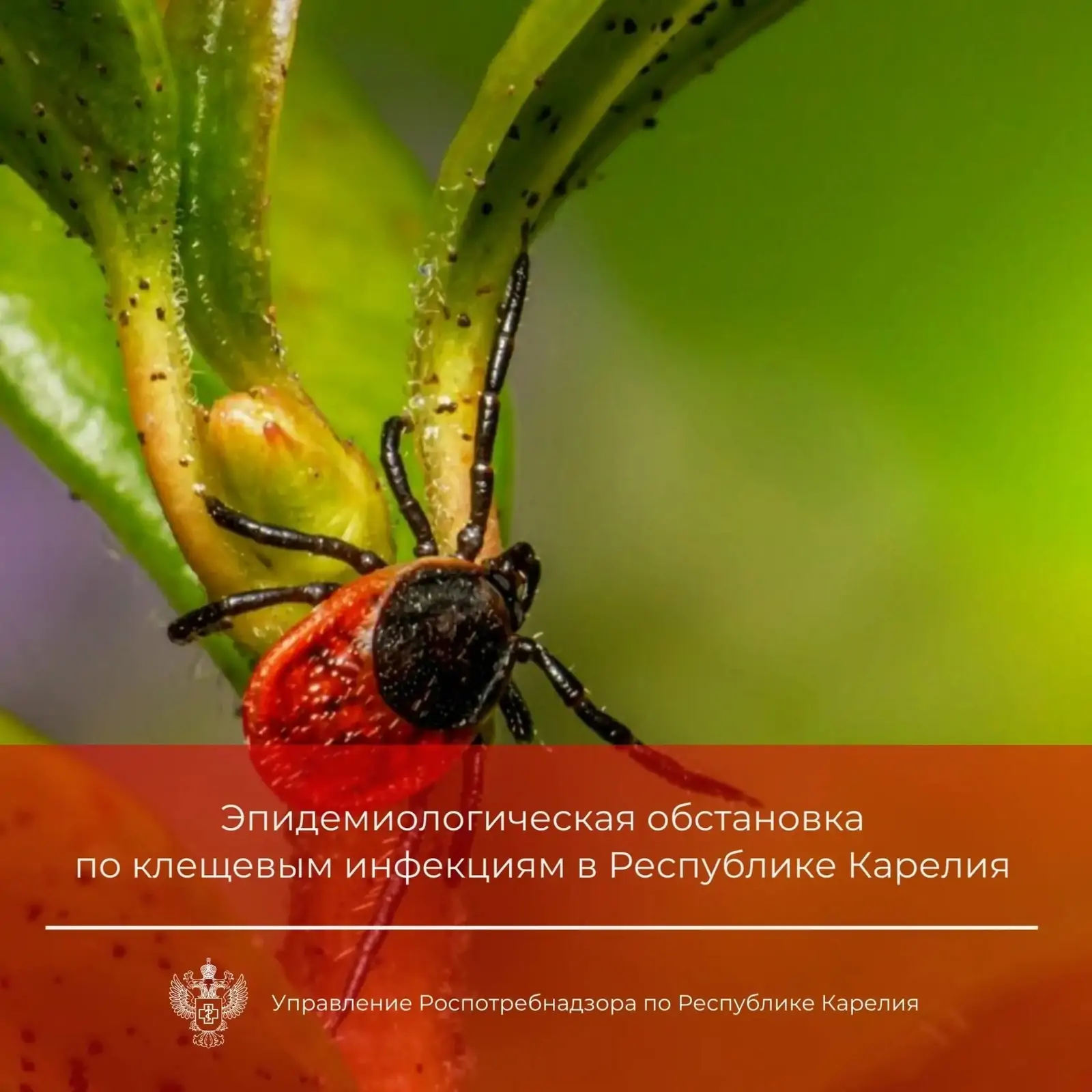 Число пострадавших от укусов клещей в Карелии превысило 3 тысячи