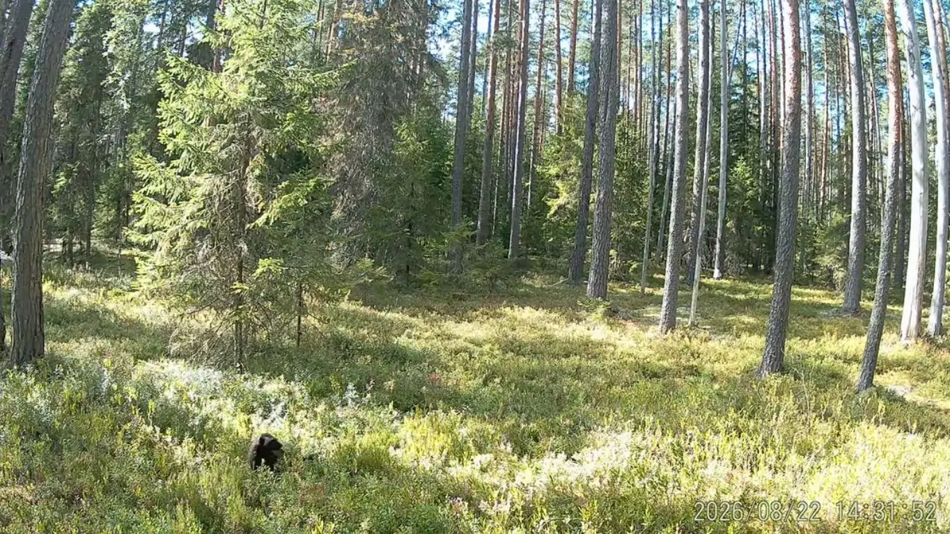Краснокнижная росомаха попала в объектив фотоловушки в карельском заповеднике
