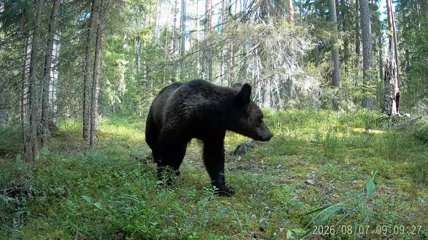 Смелый медведь заглянул в фотоловушку в карельском заповеднике