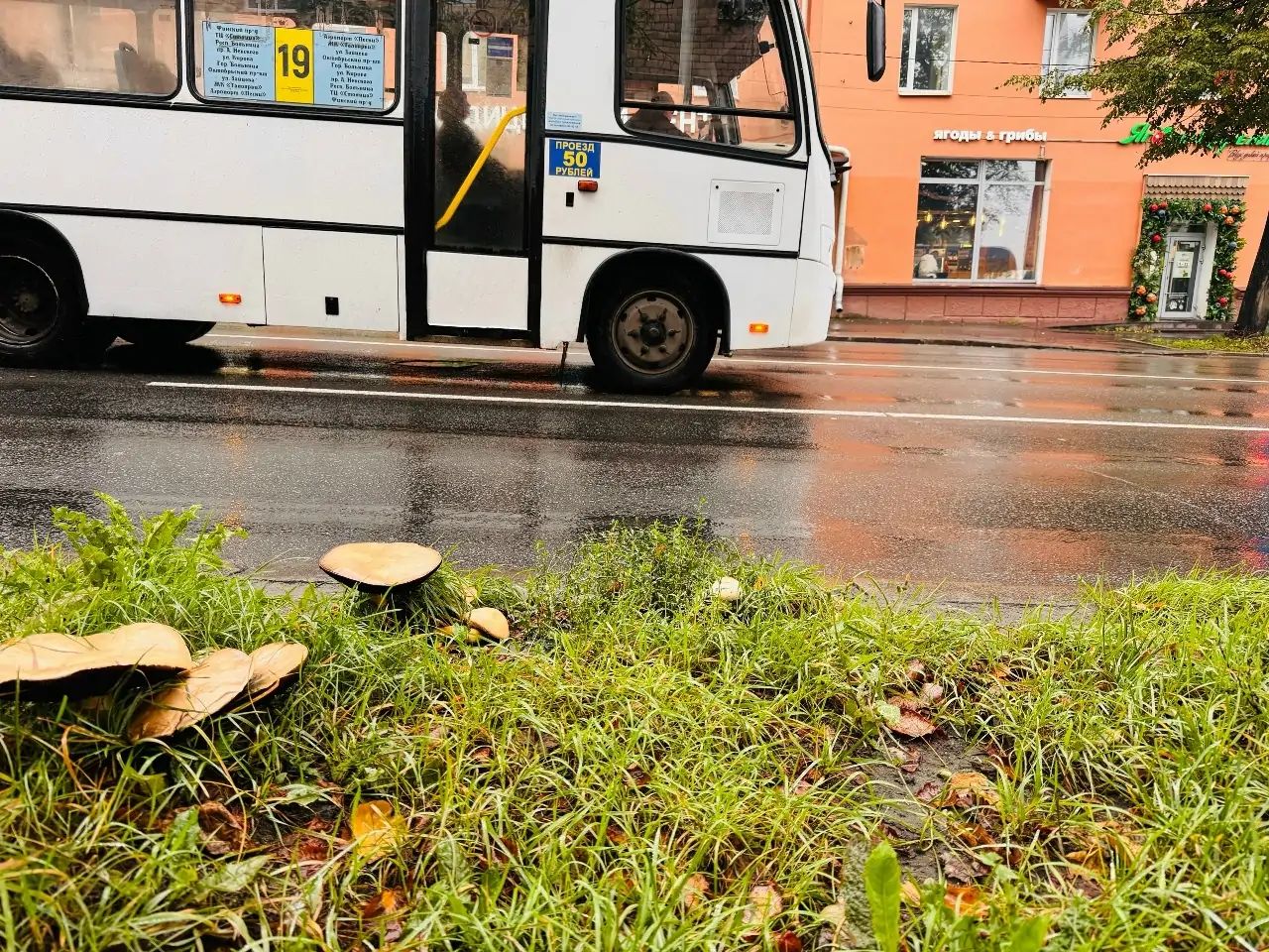 Грибы поганки