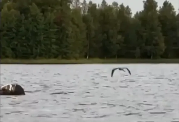 Серых цапель все чаще замечают в Водлозерье