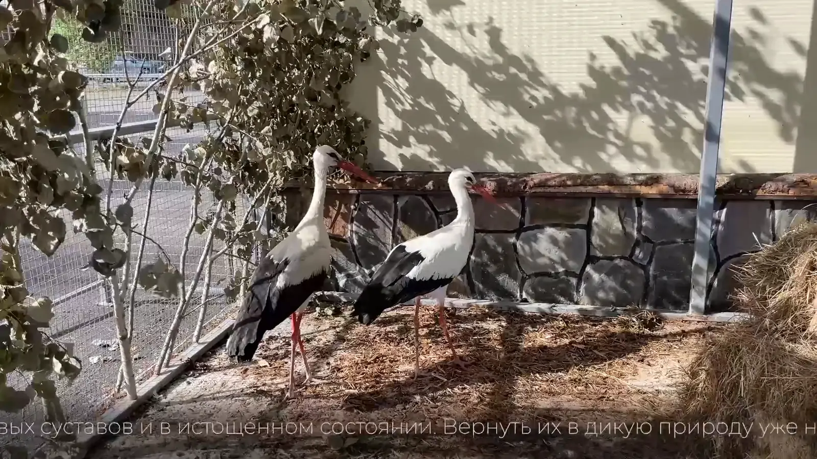 Двух спасенных аистов с травмами поселили в Карельском зоопарке