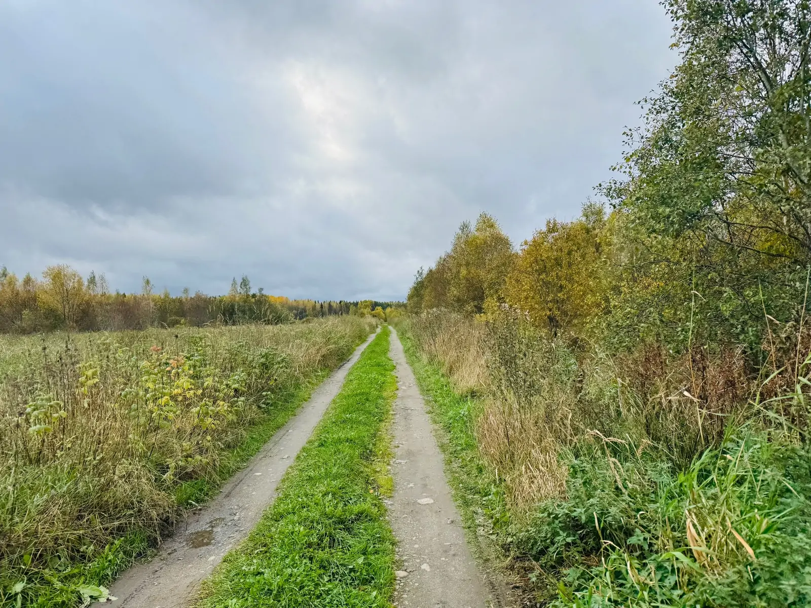 Лесная дорога в Новой Вилге