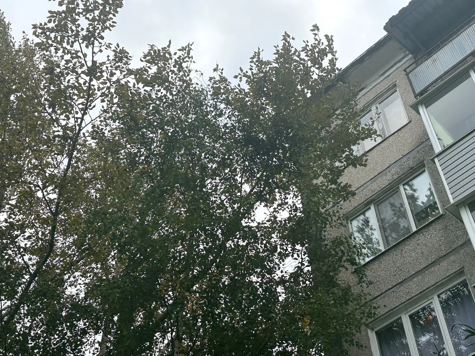 деревья закрывают видимость камере наблюдения