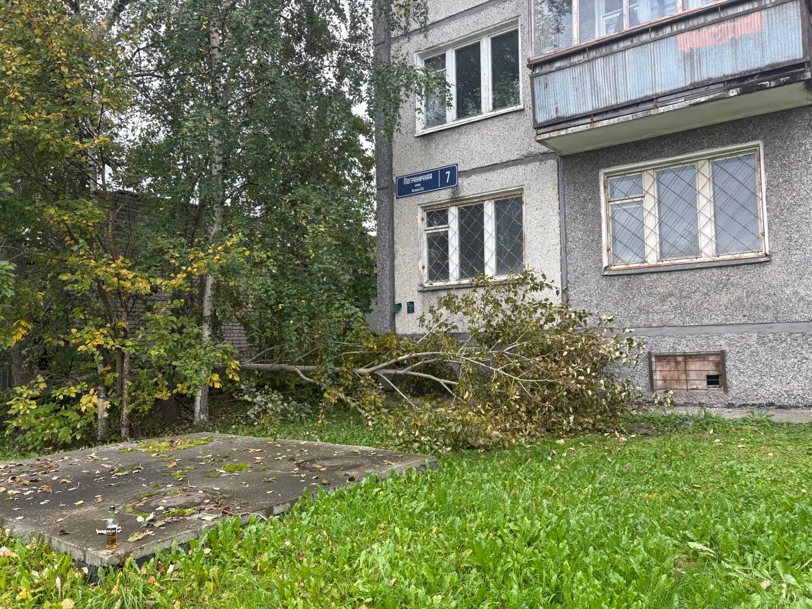 поваленные деревья лежат на земле