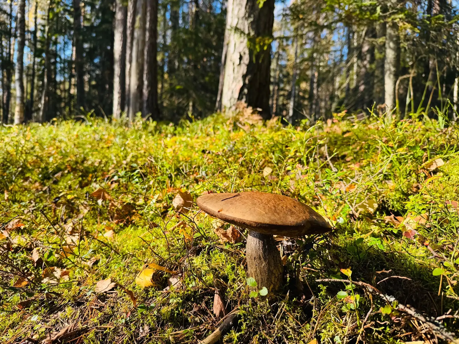 Гриб на лесной опушке