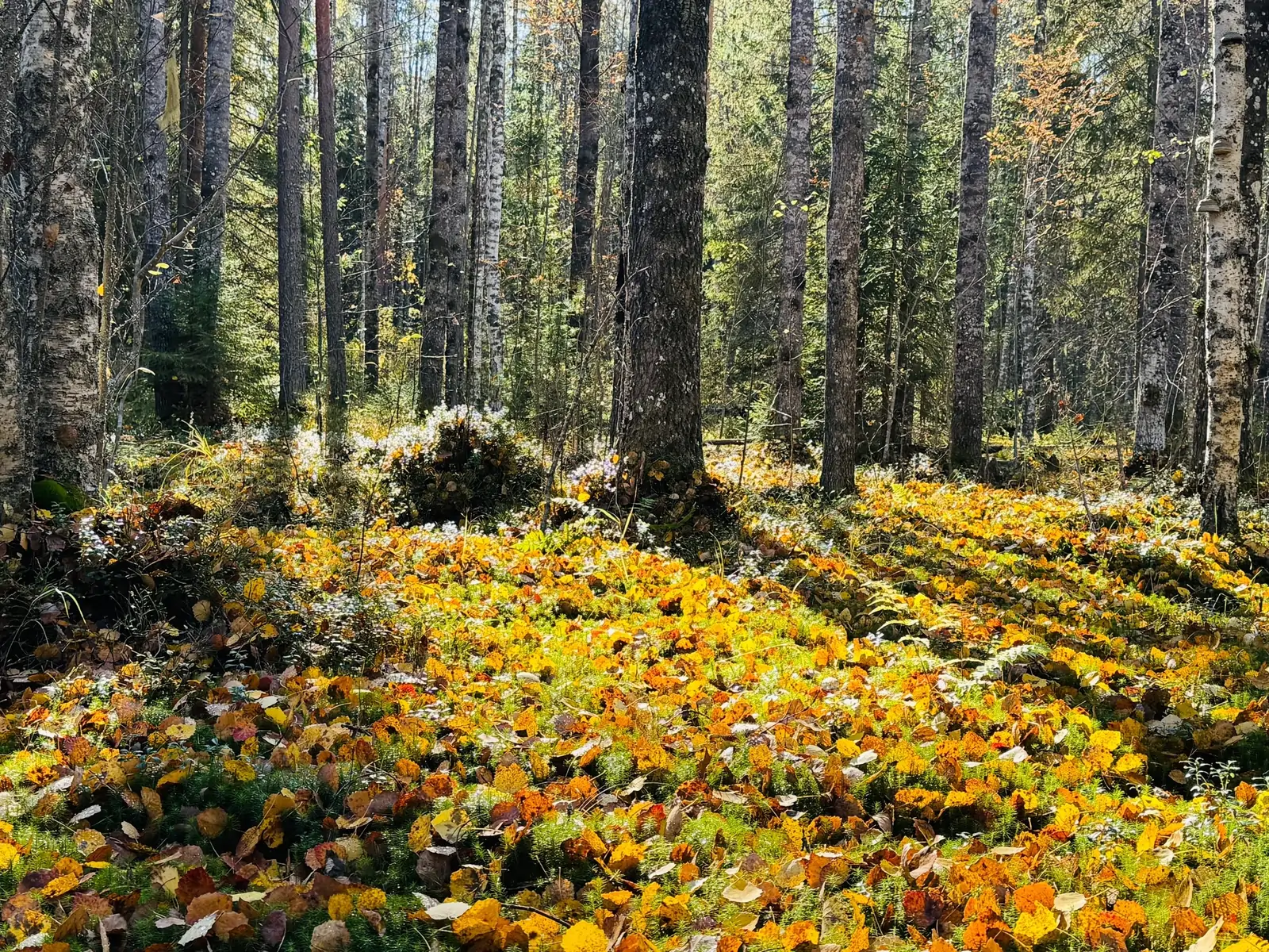Осенний красивый лес рядом с Новой Вилгой в Карелии